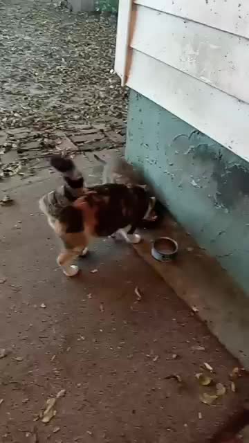 New Kittie Coming Up To Eat