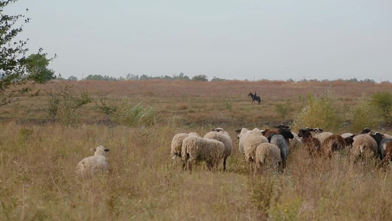 Amazing landscape with herd of sheep grazing in field under open boundless sky