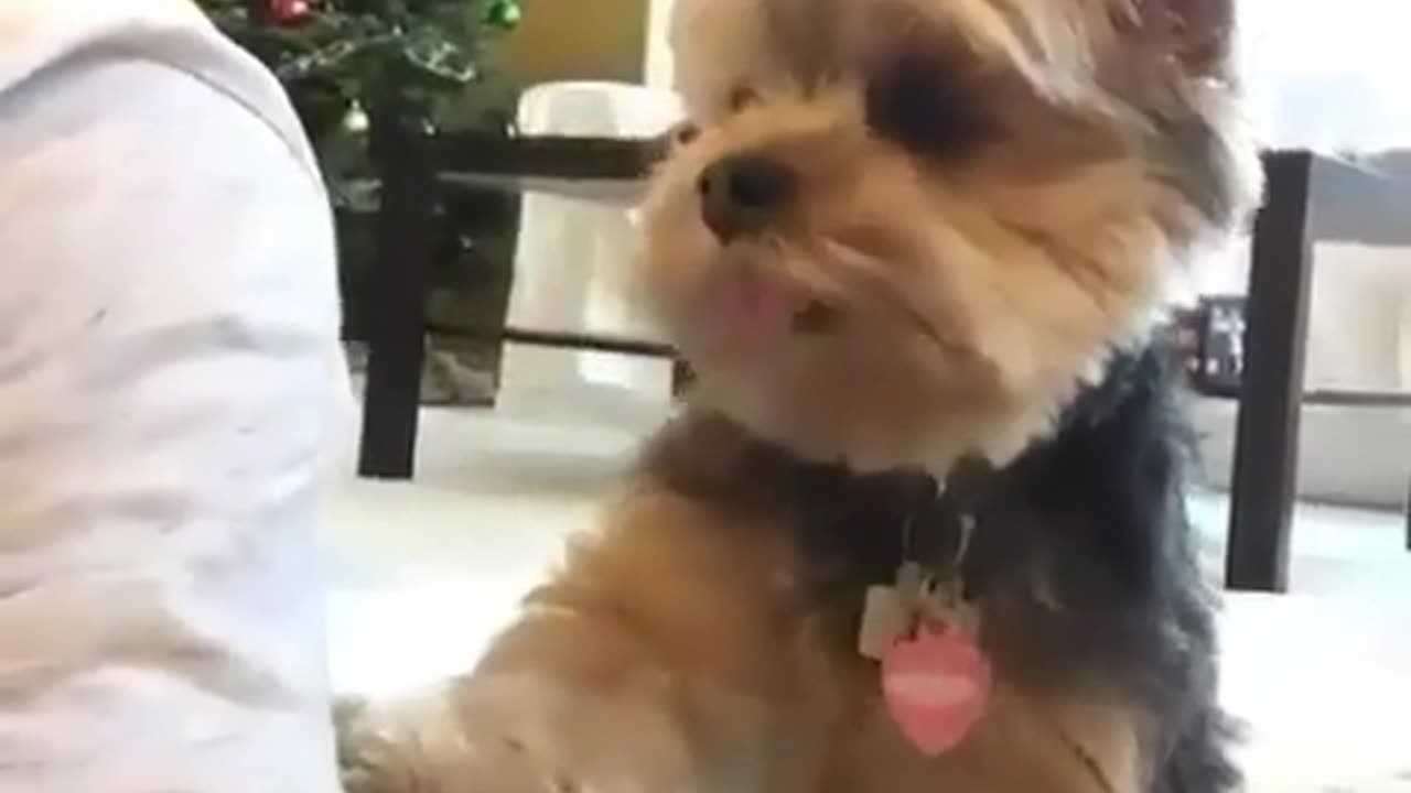 DOG WANTS HIS FRIEND ATTENTION