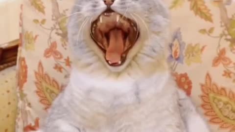 cat funny video 😂 #cat #cats # funny