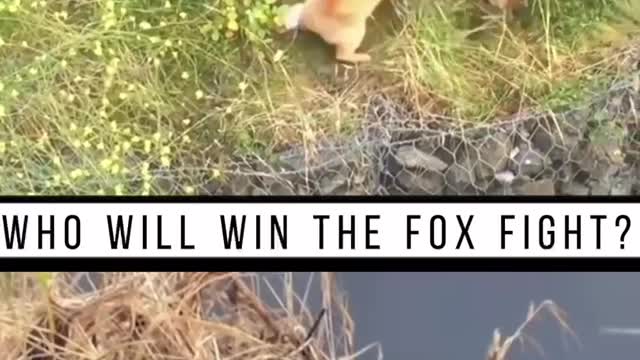 Who will win the cat fox war?