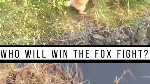 Who will win the cat fox war?