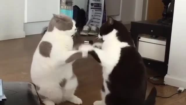 Cats can do tai Chi