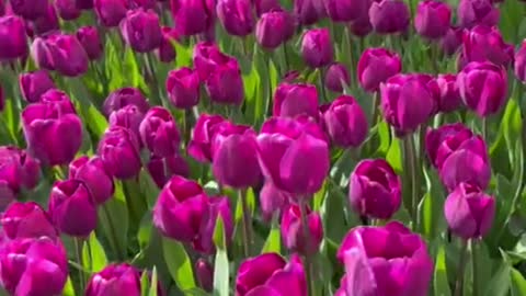 trending travel vacation turkey tulip