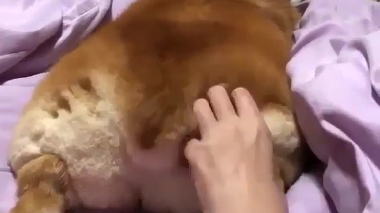 Cute and funny animals