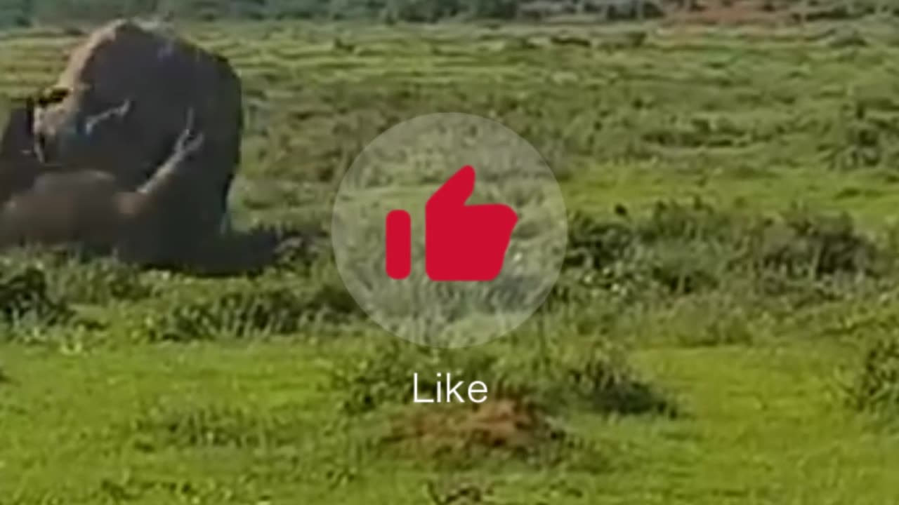 Rhino vs Buffalo