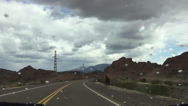 Caballo salvaje galopando al costado de la ruta