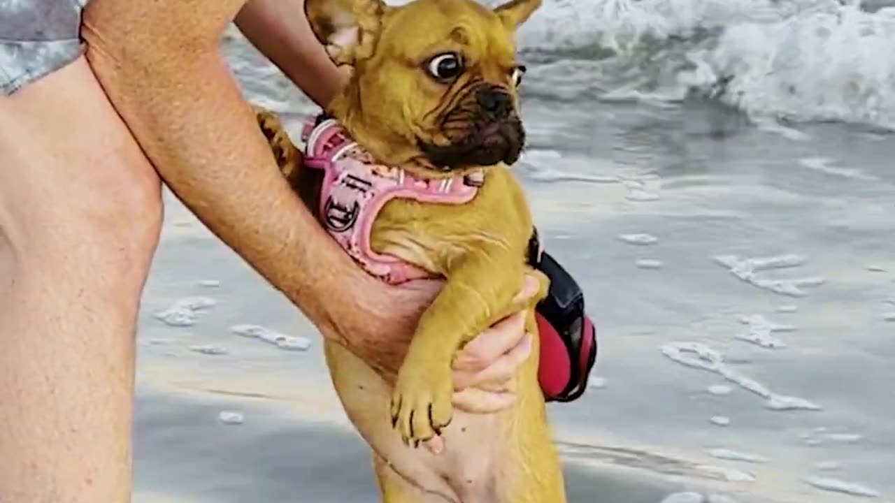 Funny Frenchie Pup Doesnt Know What to Do on Beach