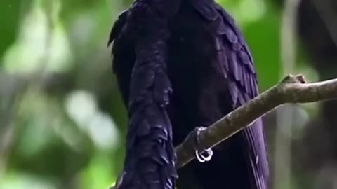 You Have Never Seen Such A Bird_ #shorts #shortvideo #video #virals #videoviral