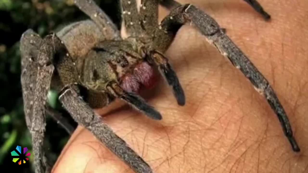 Aranha da banana pode causar até quatro horas de ereção