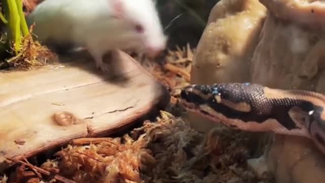 WARNING LIVE FEEDING #SNAKE #mouse