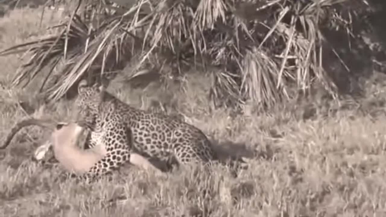 A monkey saves the antelope from the attack of a cheetah. Watch till the end