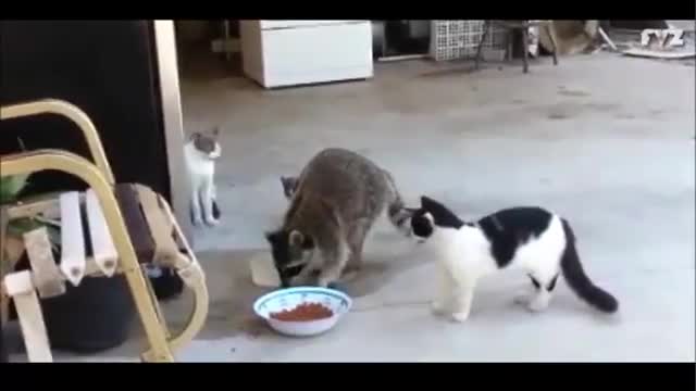 Thief Racoon steals cat food