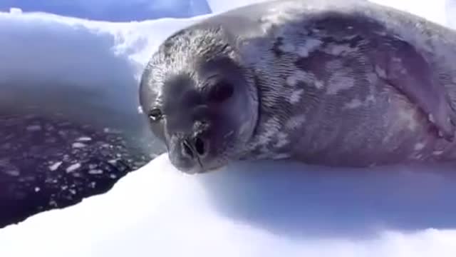 Crybaby Learns to Swim