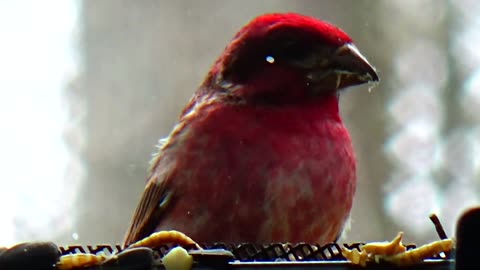 Purple Finch