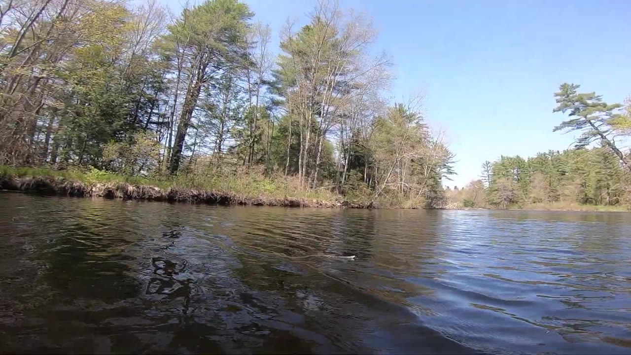 Snake Swimming