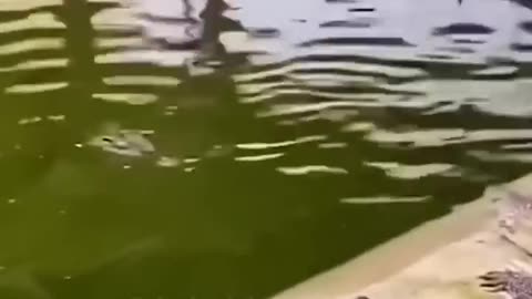 Excavator versus alligators 🐊