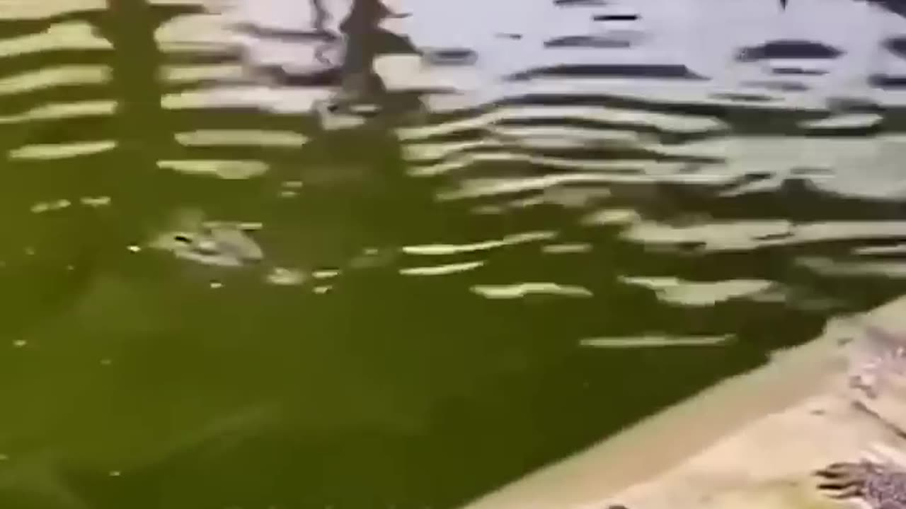 Excavator versus alligators 🐊
