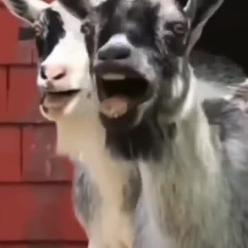 Hilarious Animal vs. Human Encounters: Epic Fails and Funny Moments!