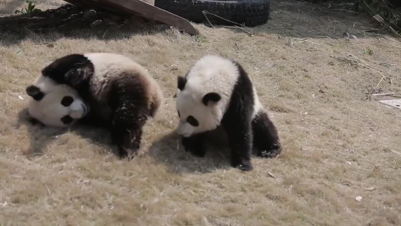 The panda