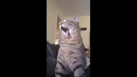 😱 It's To LAUGH When Watching This Video Of The FUNNIEST CATS On Earth 😱 - Funny Cats Life