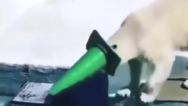 Polar bear doing scuba diving 🤣