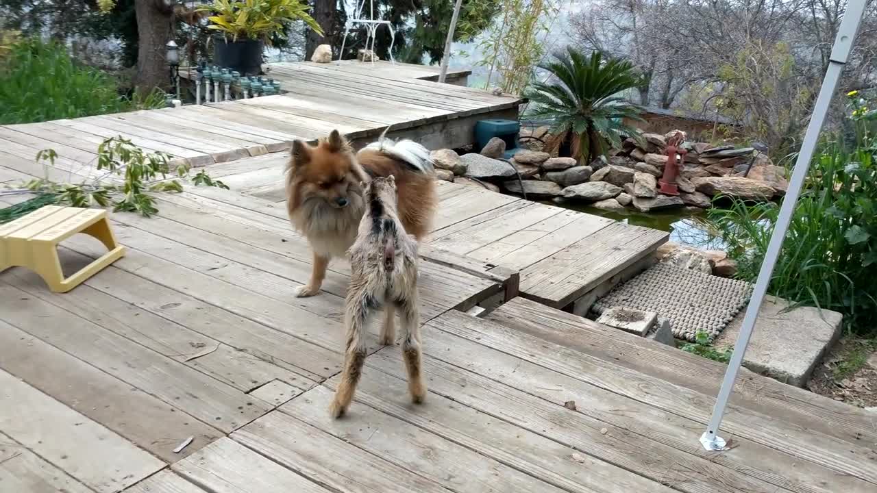 Baby Goat Headbutts Dog