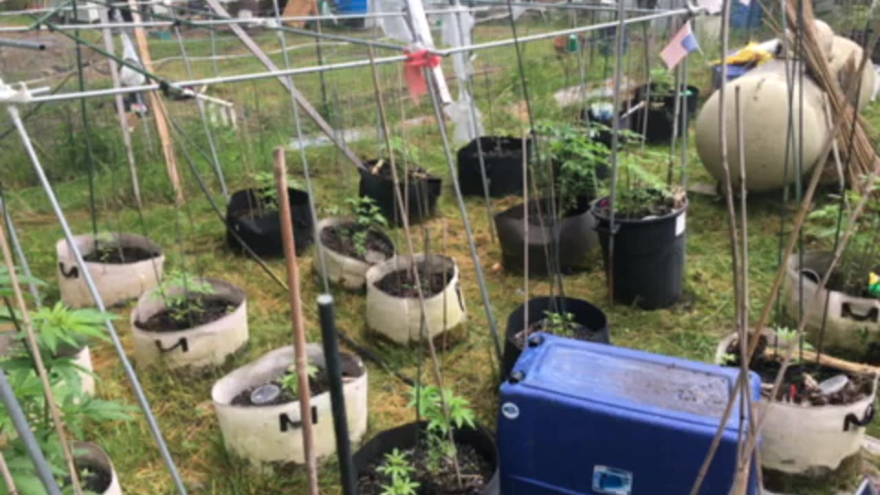 Chickens home to roost part 4,