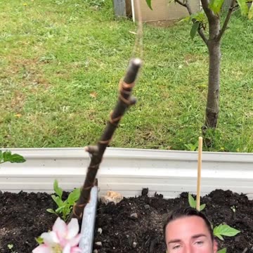 Shorts - Can Trees Come Back To Life?