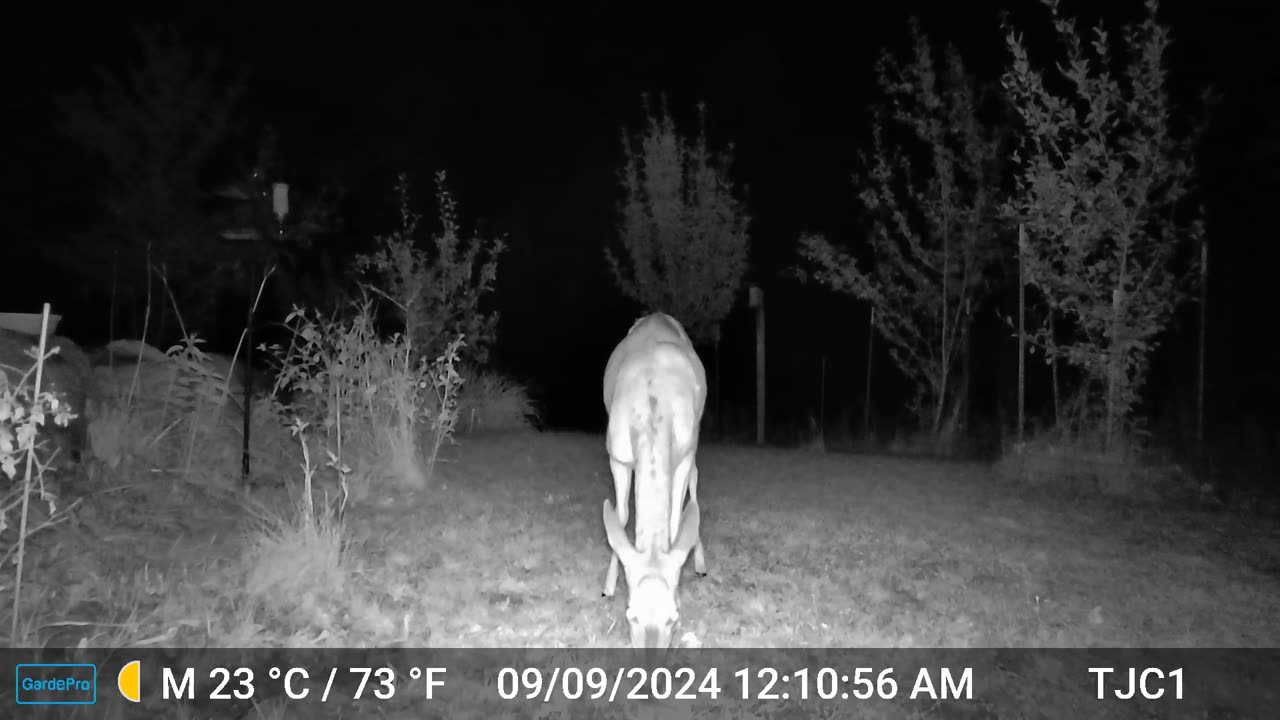 Deer Closeup