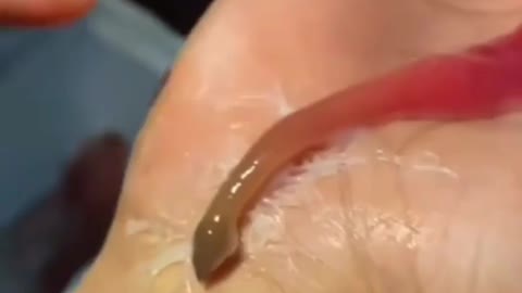 This is a beautiful and charming water-dwelling species