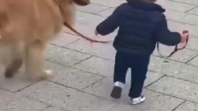 Little kid walks home with a Cute Dog!!