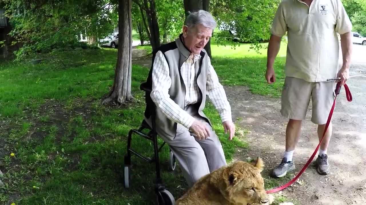 War Hero Who's Never Been To The Zoo Meets Lions For First Time