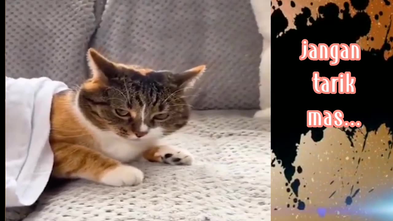 Funny videos🙀cat😽and dog👻