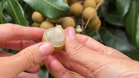 There’s nothing quite like eating a freshly picked longan Have you tried one yet