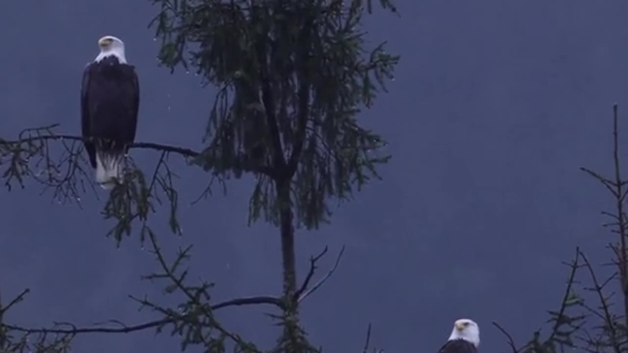 An alone eagles (beautiful view of the world)