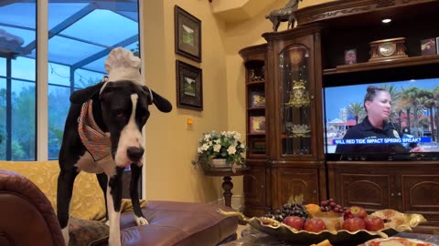 Great Danes enjoy pizza night (with pretzel bites)