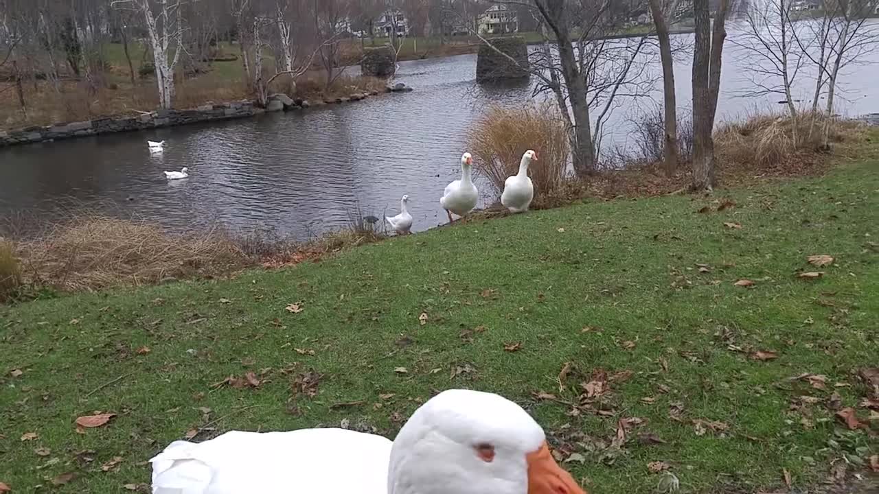 More scratches and more of the flock join us