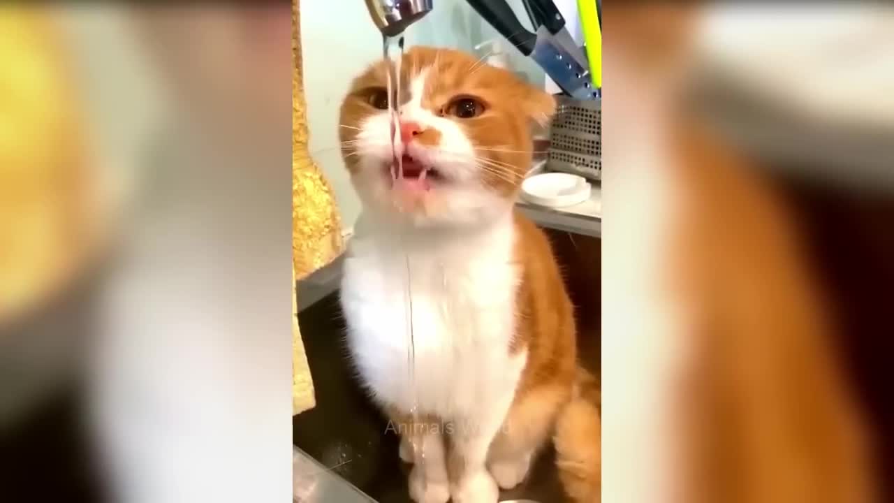 Aww So Cute π Funniest Cats and Dogs πΊπΆ Part 11