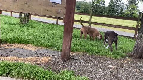 German Shepherd Attacks Pitbull