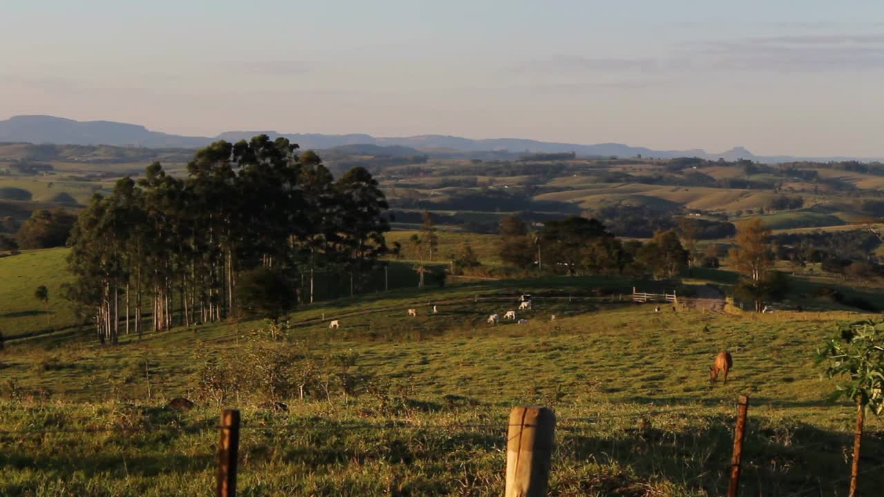 Herd Pasture Veal Field Farm Cattle Cow Animals