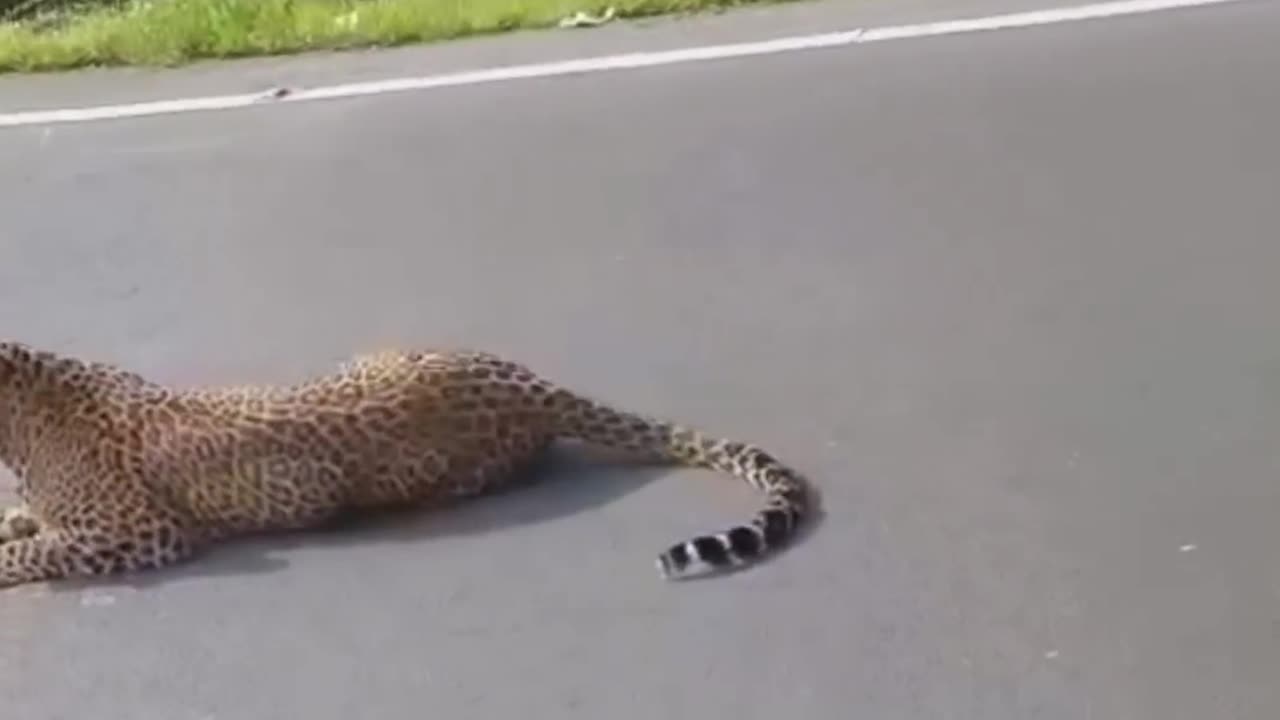 Leopard 🐆 spotted on road