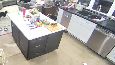 Bear the Cat is Easily Scared By Faucet
