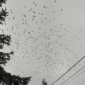 Angry birds in the morning ;-)