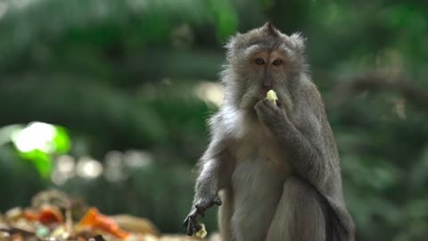 Cute Monkey Eating food