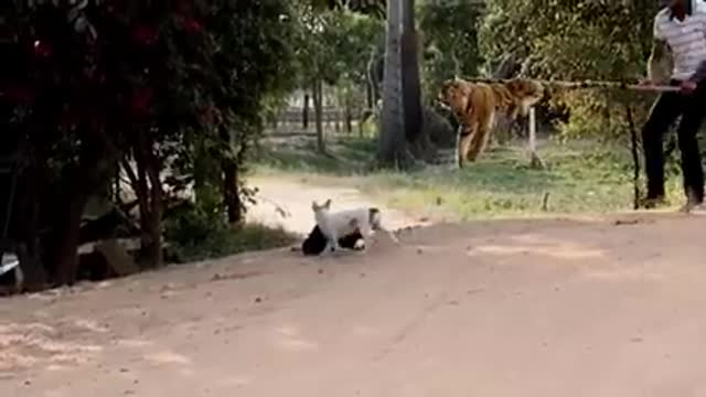 Funny animals video