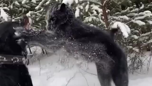 🖤panther and dog are best friends... 😍