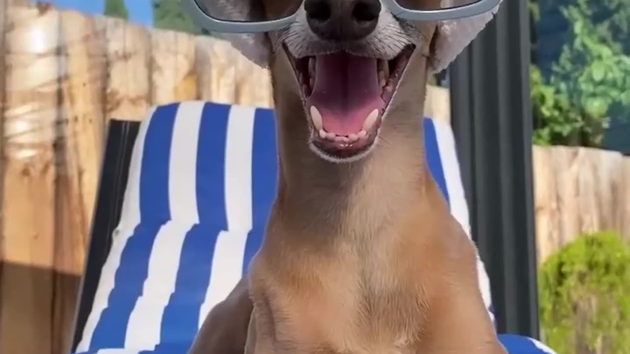 Dog cute dog video
