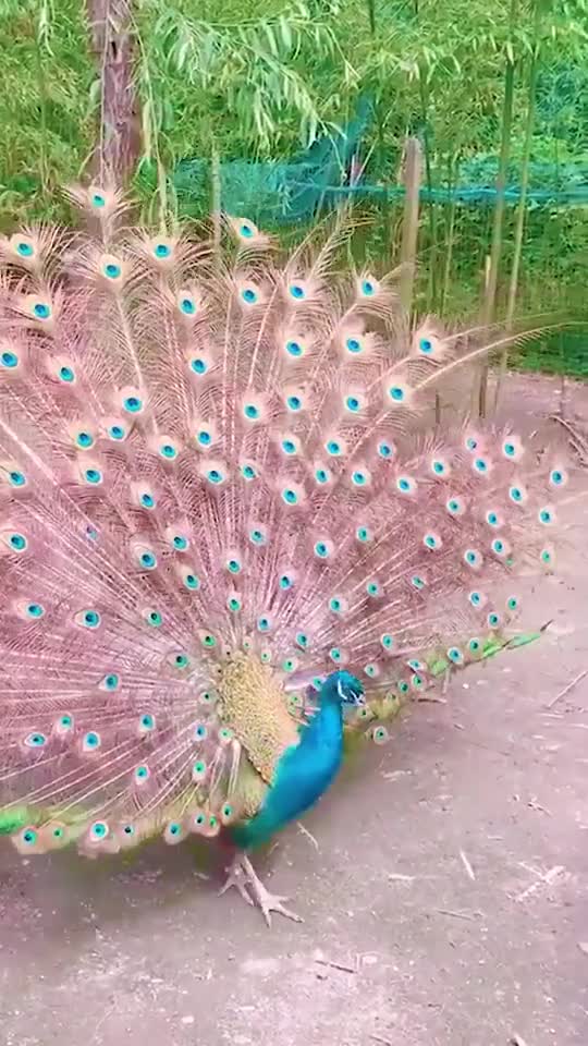 A very beautiful peacock