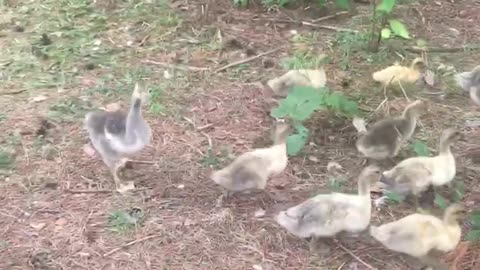 Happy baby ducks and geese enjoying the day